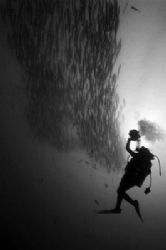 Videographer and Barracudas by Tunc Yavuzdogan 
